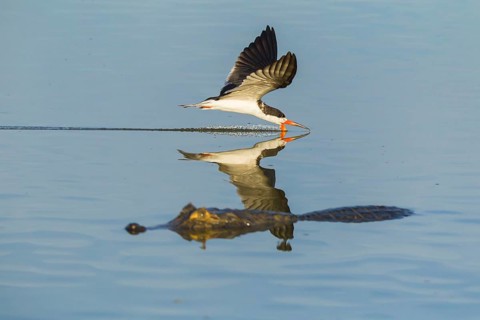 Black Skimmer (Rynchops niger)