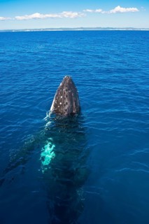 Humpback Whale (Megaptera novaeangliae)