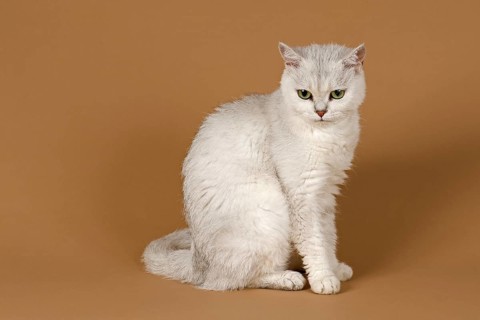 Selkirk Rex cat