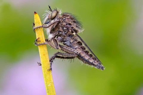Fan-bristled Robberfly (Dysmachus trigonus)