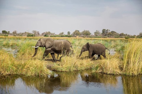 African elephants (Loxodonta africana) mother with young