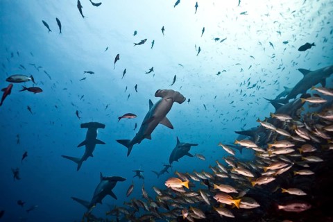 School of Scalloped Hammerheads (Sphyrna lewini)
