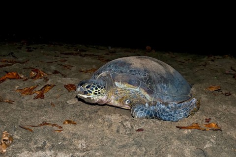 Green Turtle or Green Sea Turtle (Chelonia mydas) laying eggs