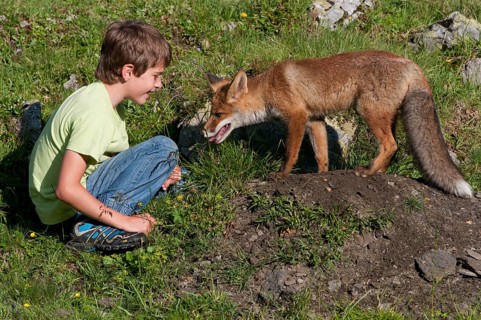 Boy sitting next to a Red Fox (Vulpes vulpes) at its den