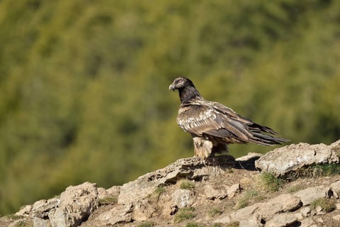 Young Lammergeier or Bearded Vulture (Gypaetus barbatus) at a bait place