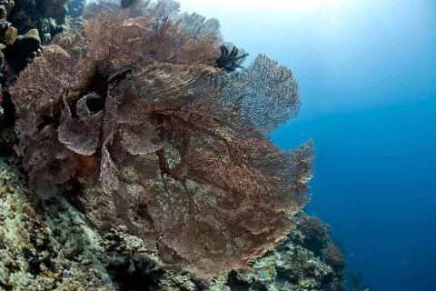 Giant Hickson's fan corals (Subergorgia hicksoni-mollis)