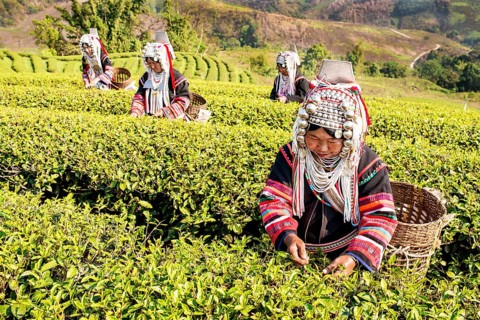 Akha hill tribe women picking tea