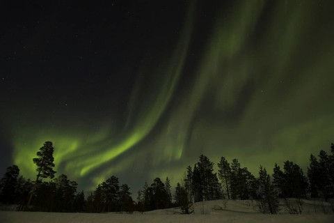 Northern Lights over forest