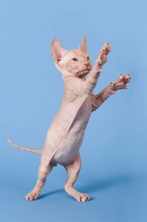 Don Sphynx kitten