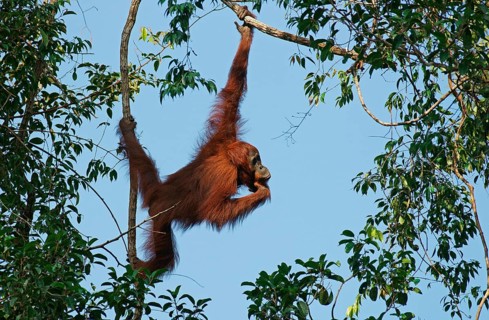 Bornean Orangutan (Pongo pygmaeus)