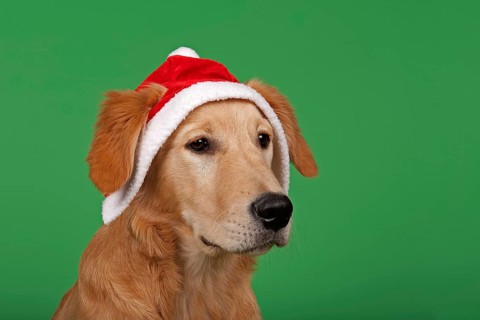 Golden Retriever