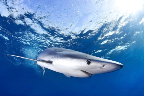 Blue Shark (Prionace glauca)