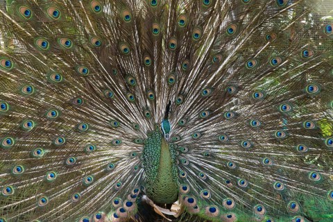 Java Peafowl or Green Peafowl (Pavo muticus)