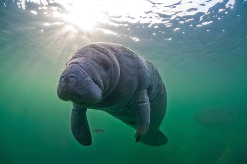 West Indian Manatee (Trichechus manatus)