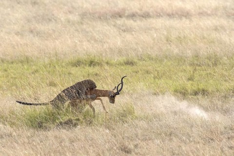 African Leopard (Panthera pardus pardus) adult