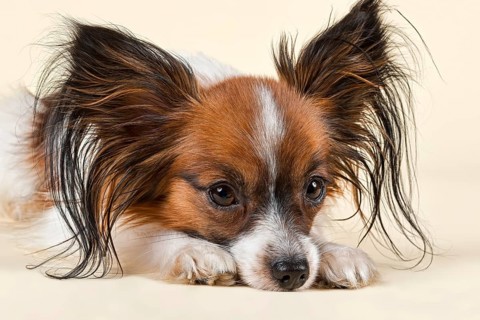Papillon