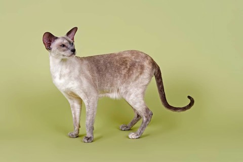Siamese cat