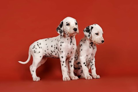 Two Dalmatian puppies