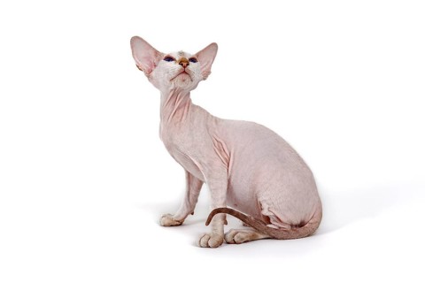 Peterbald Kitten