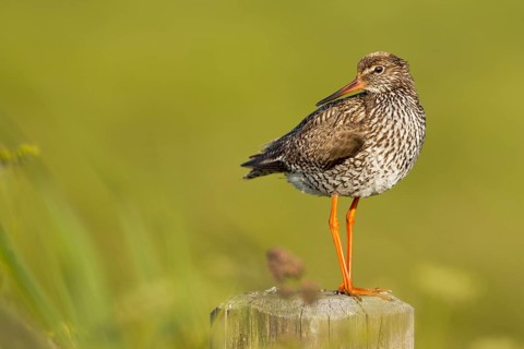 Redshank (Tringa totanus)