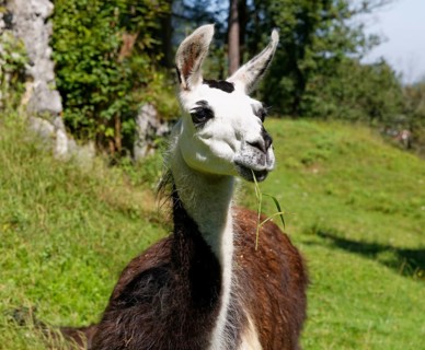 Llama (Lama glama)