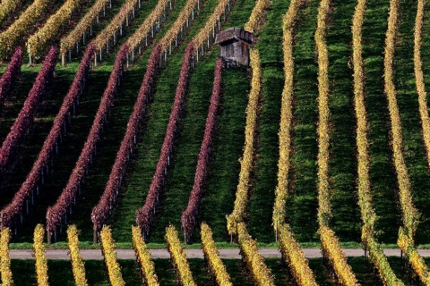 Vineyard in autumn colours