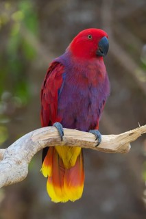 Female Eclectus Parrot (Eclectus roratus)