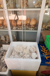 Coral ready for shipping in styrofoam box