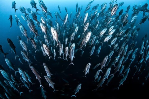 School of bigeye trevally fish (Caranx sexfasciatus) swimming towards the surface