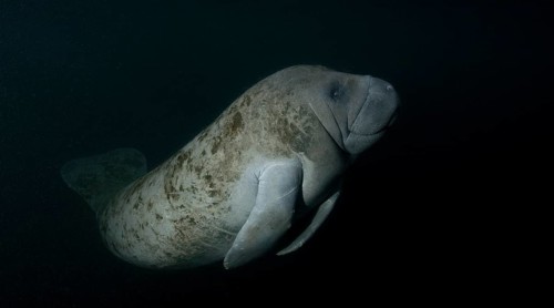 West Indian Manatee (Trichechus manatus) at night