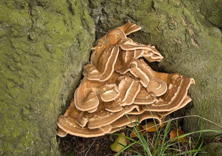 Giant Polypore or Black-staining Polypore (Meripilus giganteus) on a tree trunk