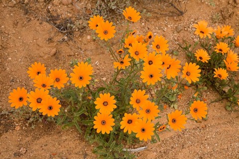 Arctotis hirsuta