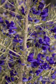 Schott's dalea or Indigo Bush (Psorothamnus schottii)