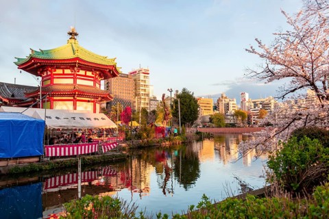 Cherry Blossoms at Shinobazu Pond