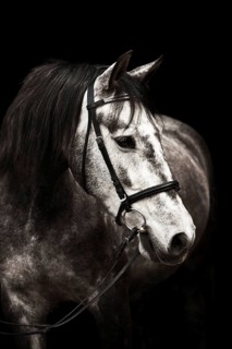 Dapple gray gelding