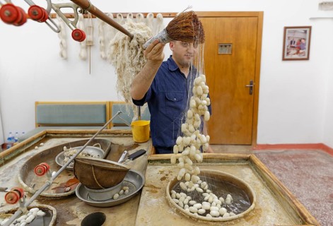 Raw silk and silk cocoons