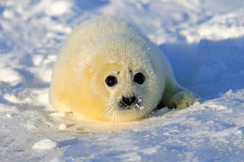Harp Seal or Saddleback Seal (Pagophilus groenlandicus