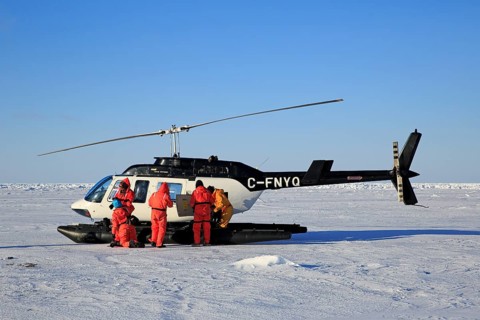 Helicopter trip to watch Harp Seals or Saddleback Seals