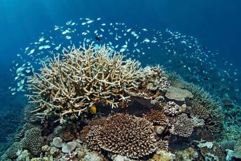 Coral reef with various Acropora Corals (Acropora sp.) and a school of Green Chromis or Blue-green Chromis (Chromis viridis)