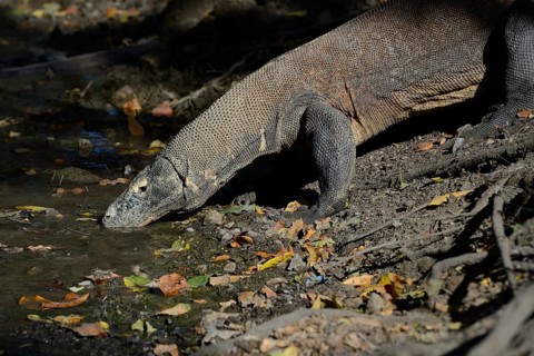 Komodo Dragon (Varanus komodoensis)