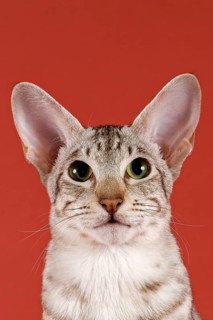 Oriental Shorthair cat