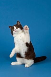 British Shorthair cat