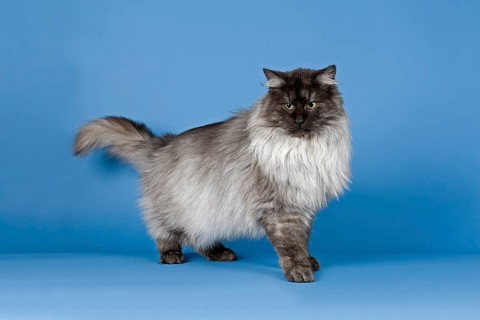 Purebred Cat Norwegian Forest Cat