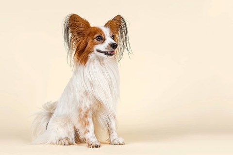 Papillon dog