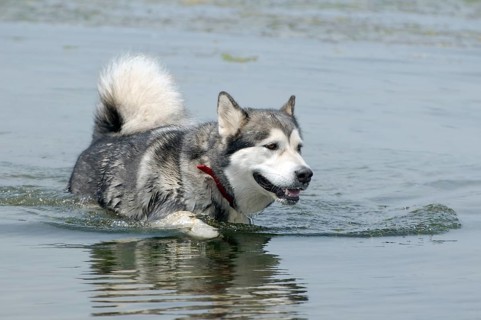 Alaskan Malamute (Canis lupus familiaris) in the water