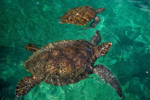 Turtles in the Kelonia Aquarium