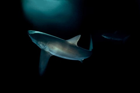 Silky Shark (Carcharhinus falciformis)