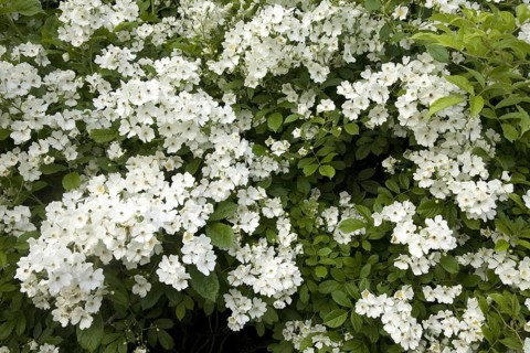 Multiflora Rose (Rosa multiflora)