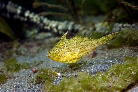 Korean black scraper (Thamnaconus modestoides)