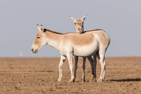 Onagers or Asiatic wild asses (Equus hemionus)